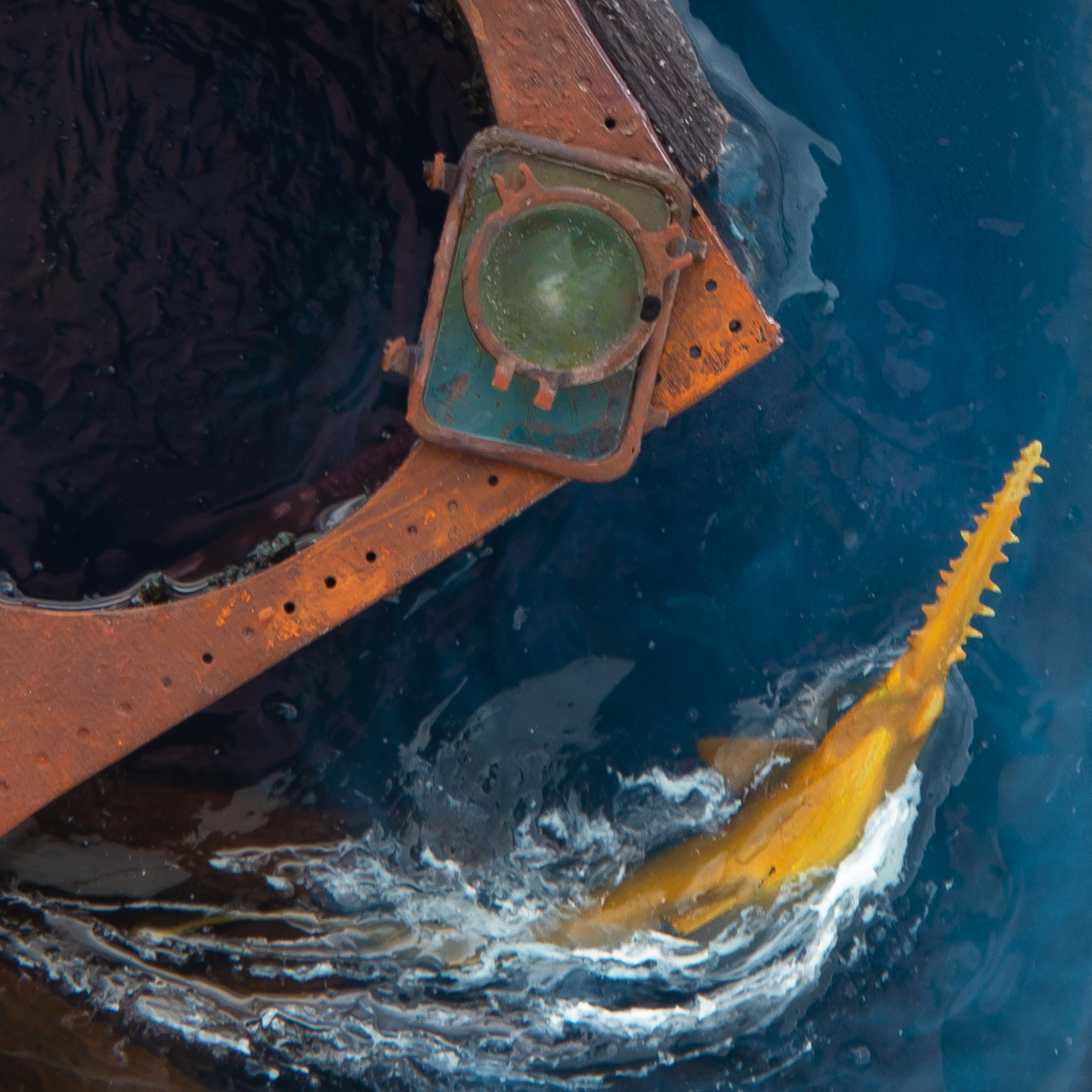 Sawfish